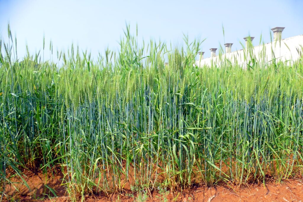 Black Wheat Plant