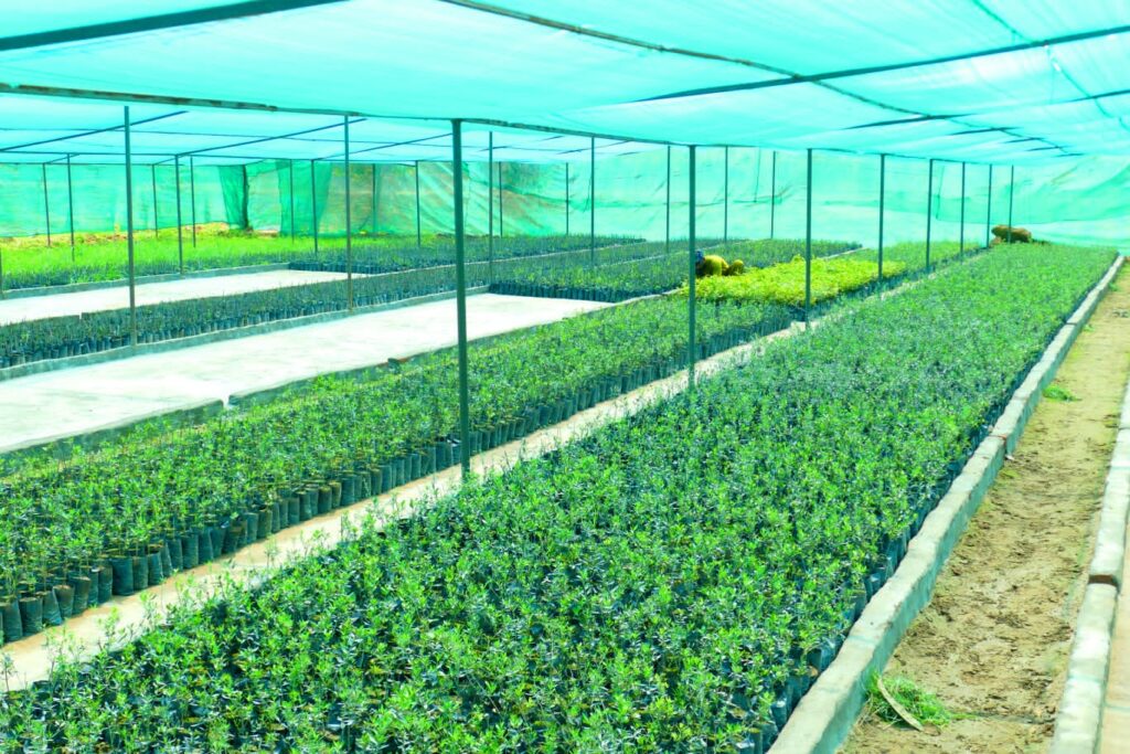Nursery Plants​