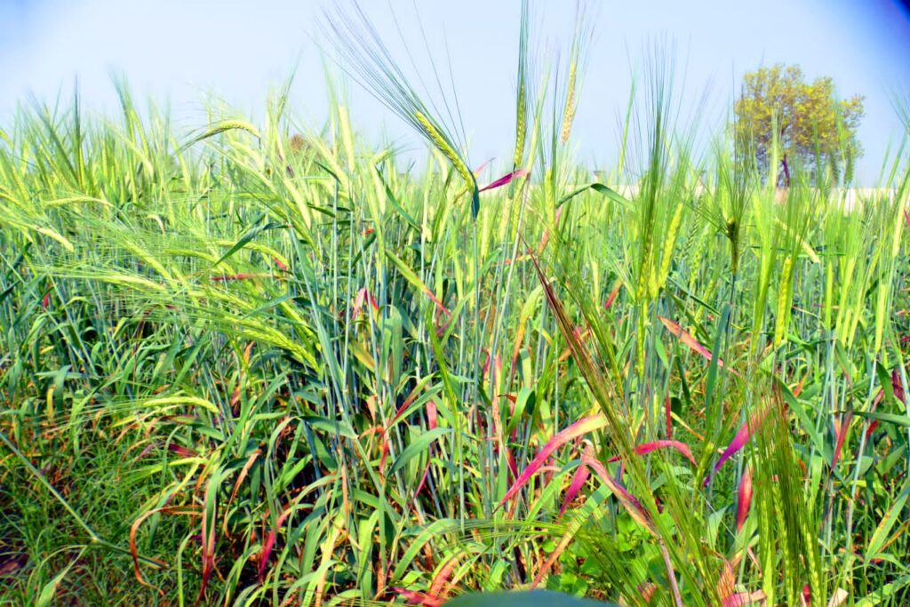 Black Wheat Plant