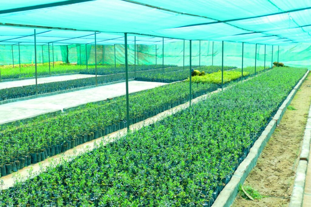 Olive Plant Nursery