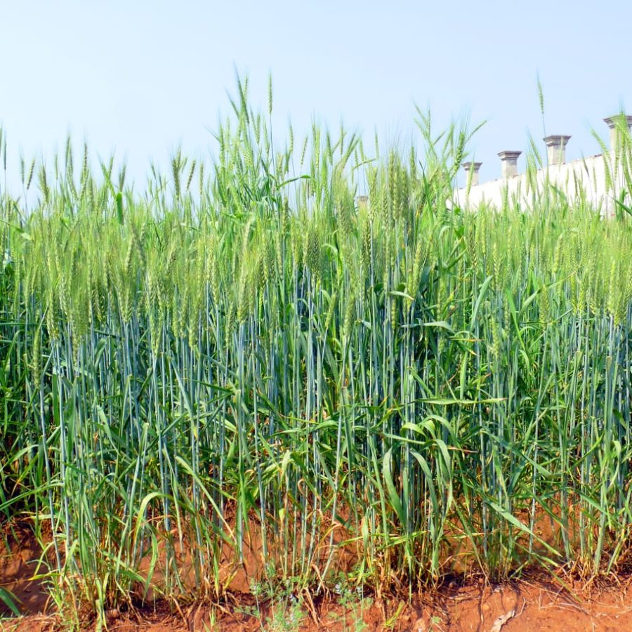 Black Wheat Plant